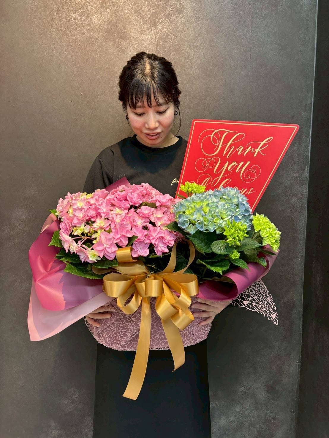 鉢物 あじさい S 色おまかせ