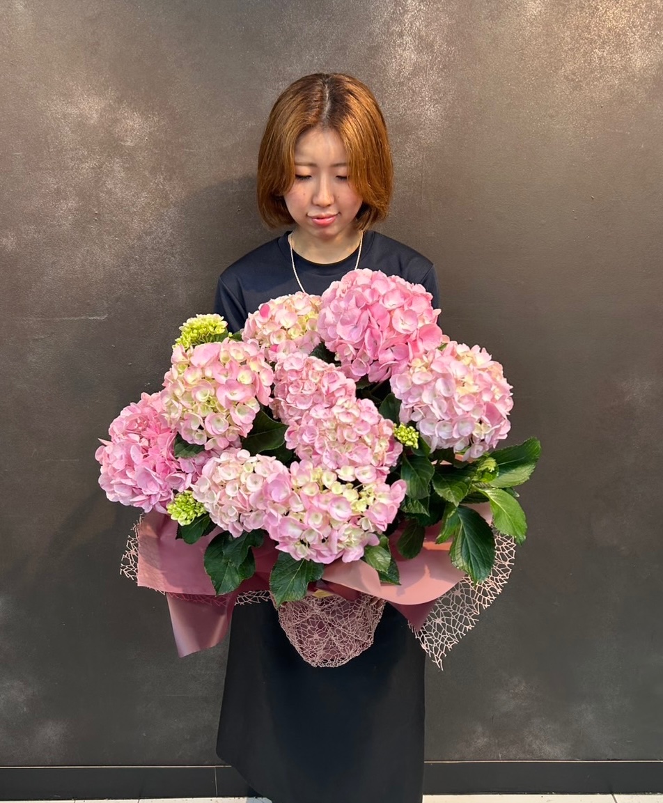 鉢物 あじさい L 色おまかせ