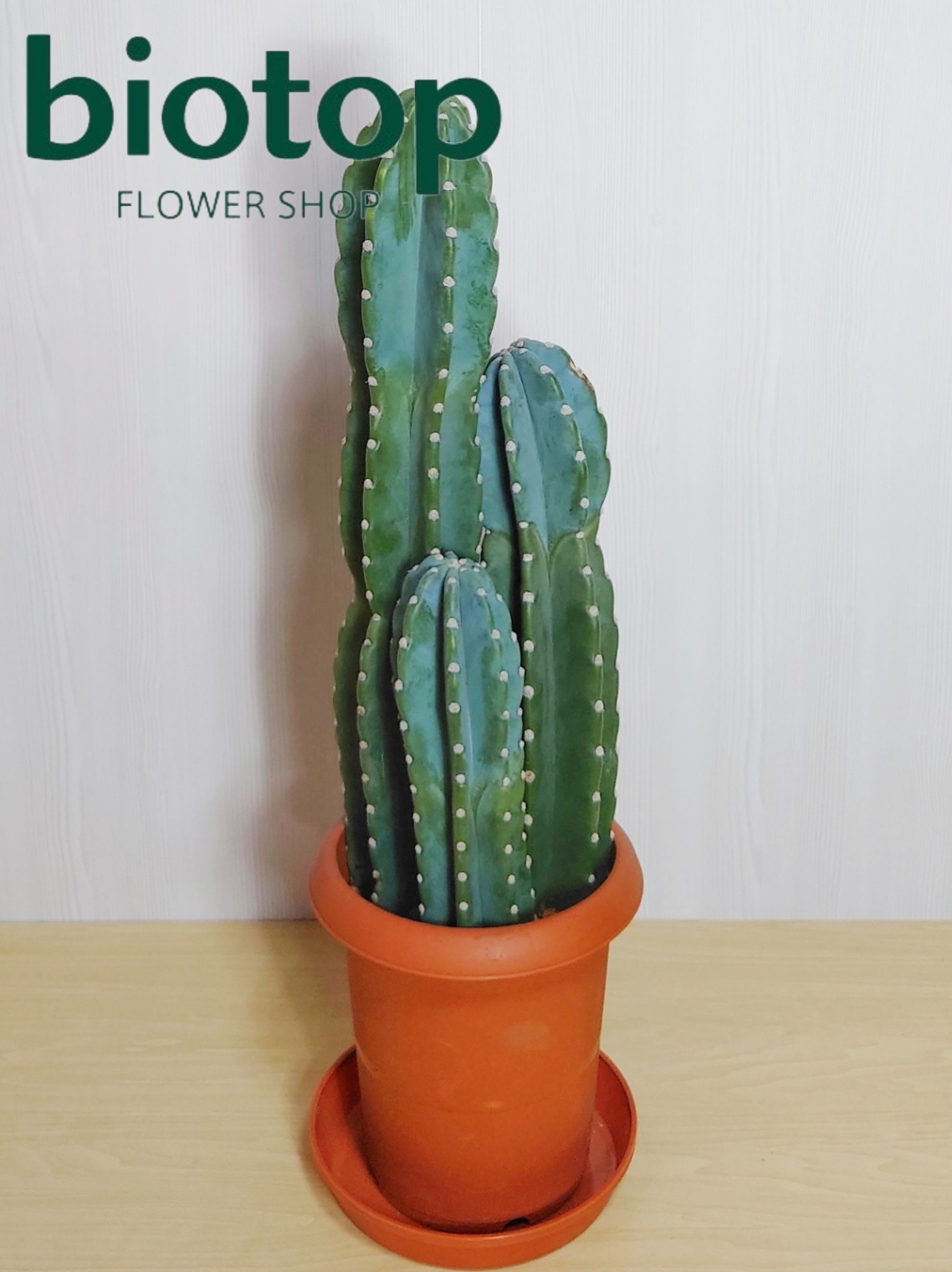 観葉植物 柱サボテン 8号鉢