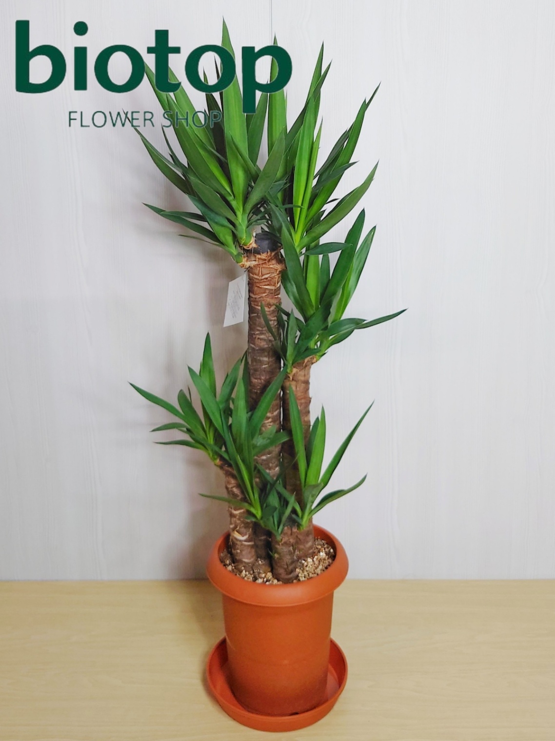 観葉植物 ユッカ(青年の木) 8号鉢