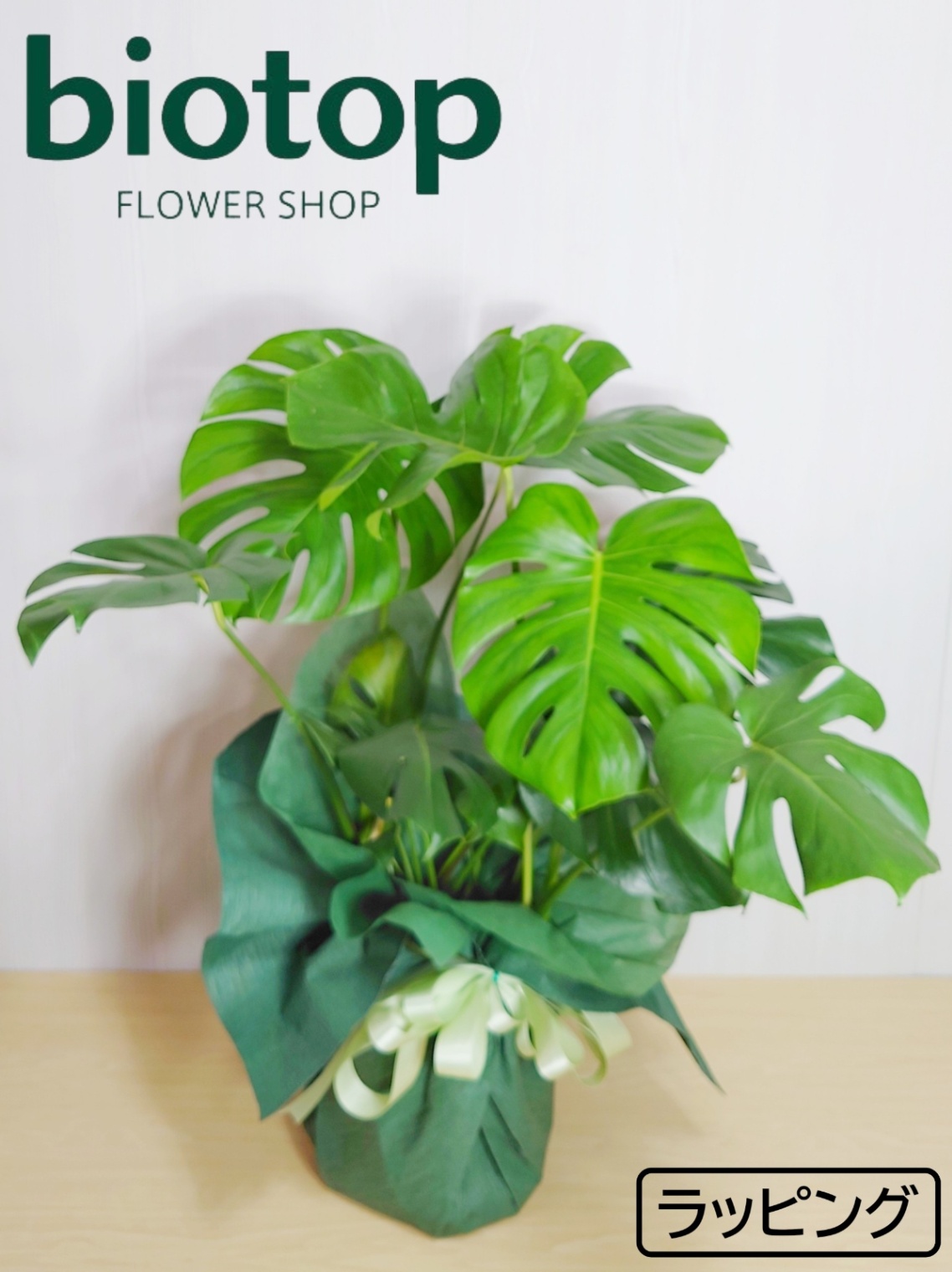 大阪梅田・北新地・心斎橋の花屋biotop(ビオトープ) / 観葉植物