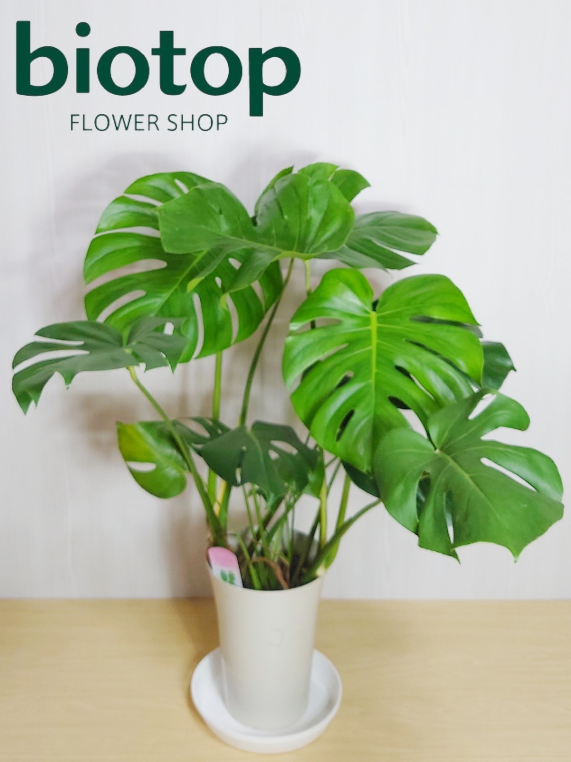 大阪梅田・北新地・心斎橋の花屋biotop(ビオトープ) / 観葉植物
