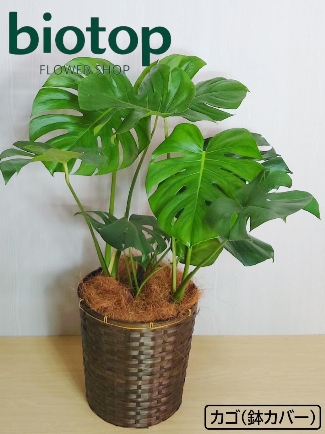 大阪梅田・北新地・心斎橋の花屋biotop(ビオトープ) / 観葉植物