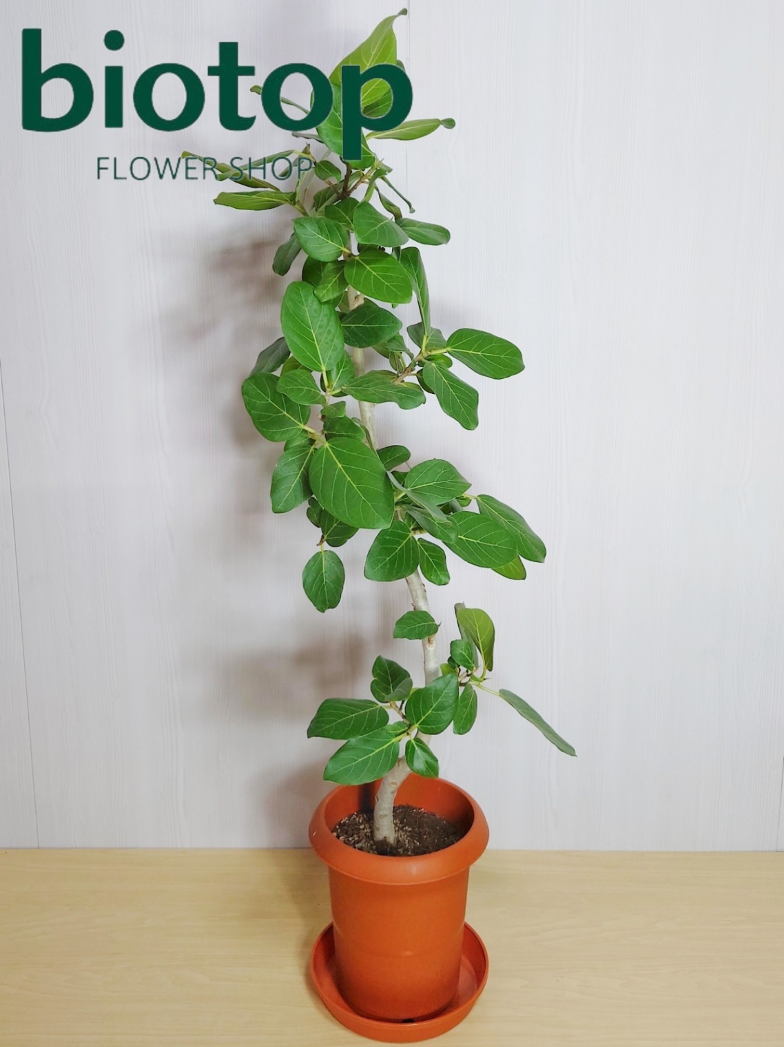 観葉植物 ベンガルゴム 8号鉢