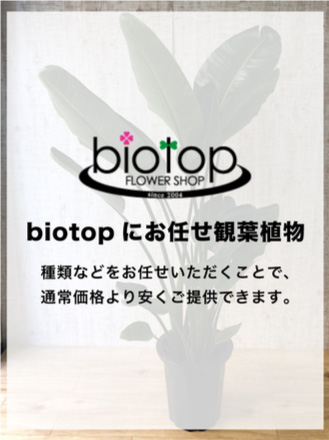 観葉植物 8号おまかせ スクエア陶器白